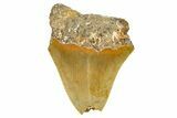 Partial, Fossil Megalodon Tooth - Serrated Blade #371722-1